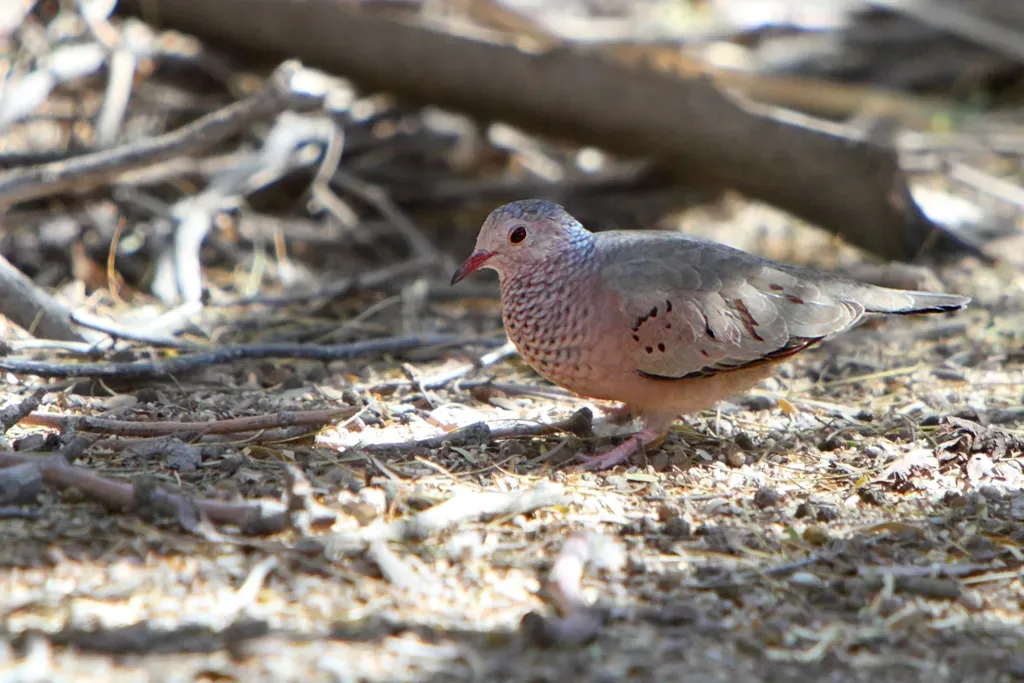 File:Common Ground dove (Columbina passerina).jpg