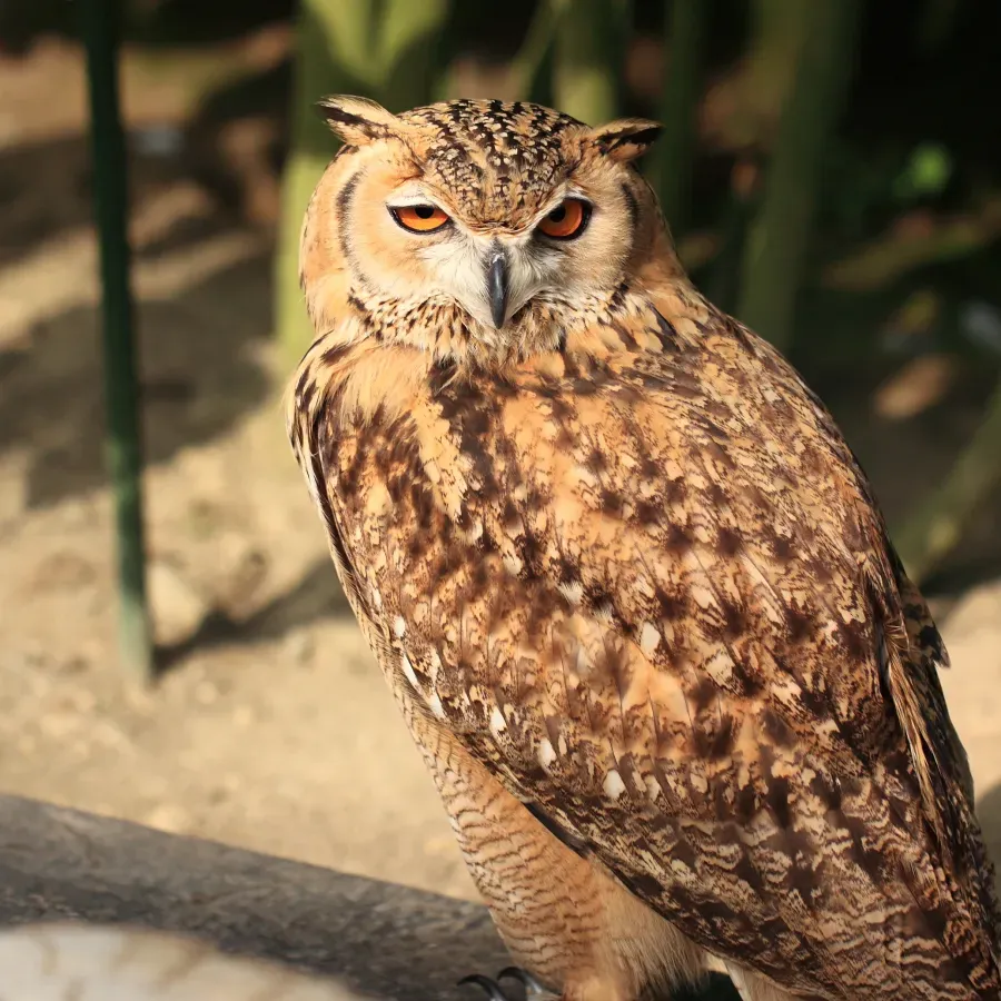 File:Bubo ascalaphus -Kakegawa Kacho-en, Kakegawa, Shizuoka, Japan-8a.jpg