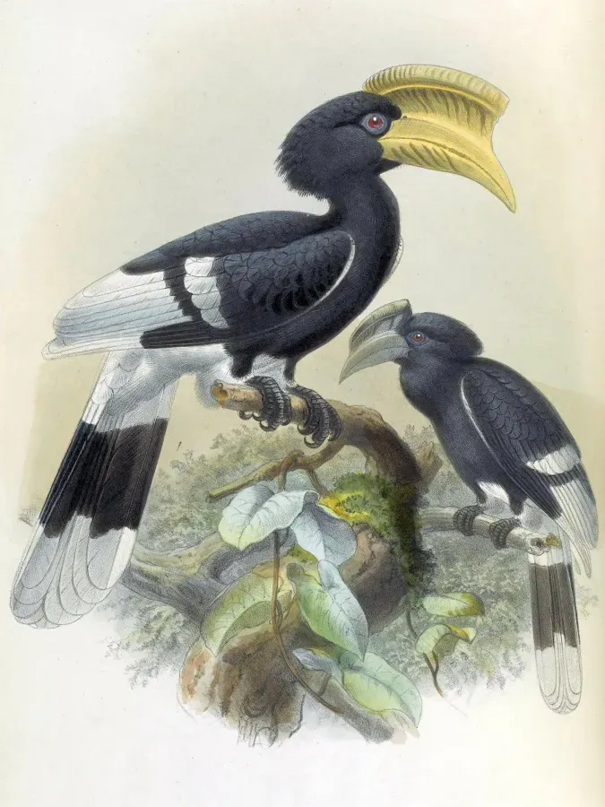 File:Bycanistes cylindricus A monograph of the Bucerotidæ, or family of the hornbills (Plate XXX) BHL38534629.jpg