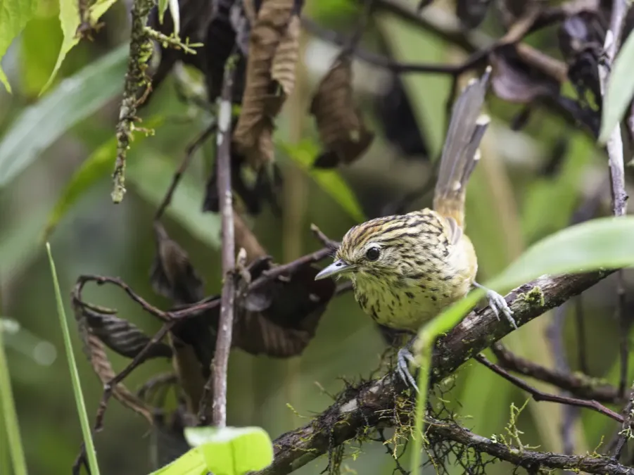 File:Drymophila striaticeps - Streak-headed Antbird - female.jpg