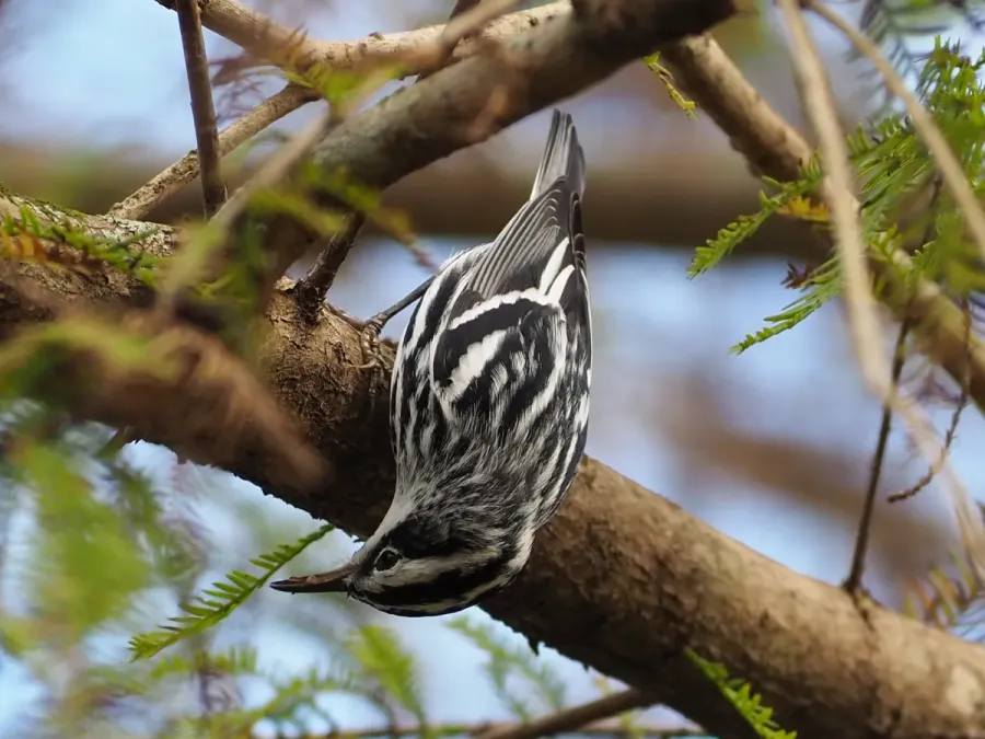 File:Mniotilta varia 58395699.jpg