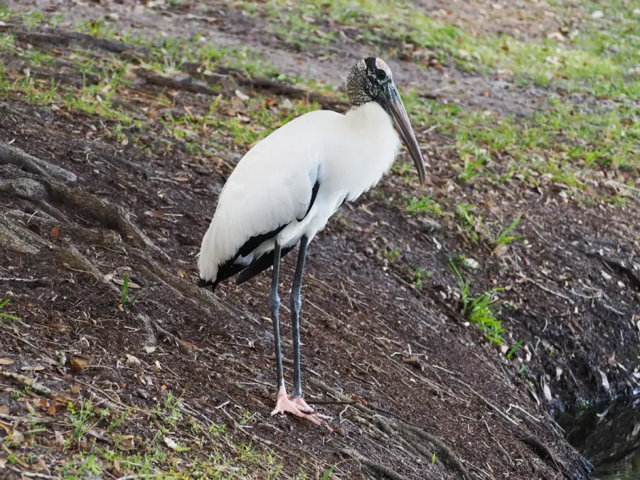 File:Mycteria americana Florida.jpg