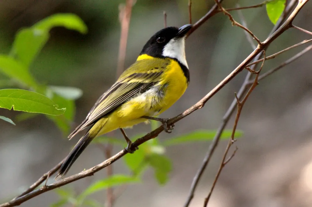 File:Pachycephala pectoralis -Royal National Park, NSW, Australia-8.jpg