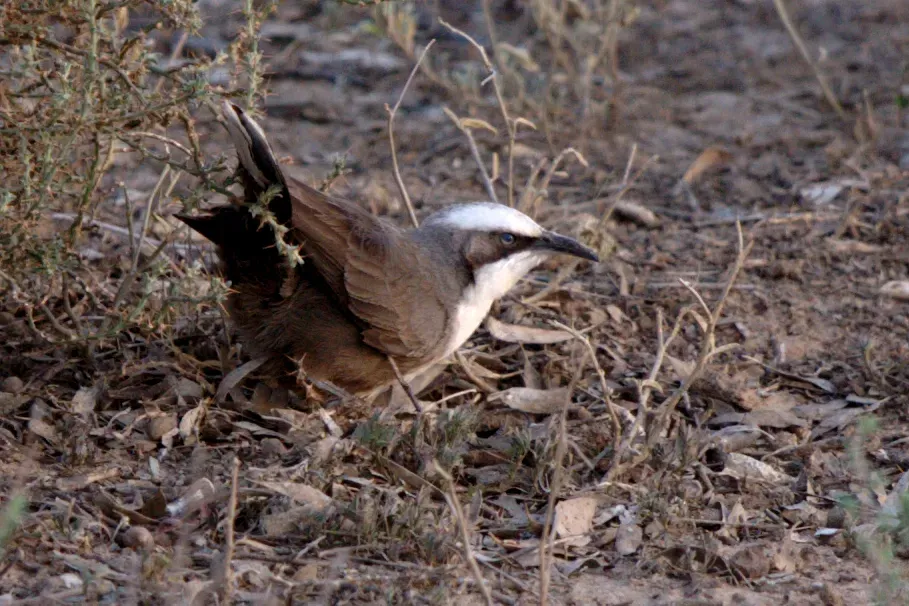 File:Pomatostomus temporalis -Australia-8.jpg