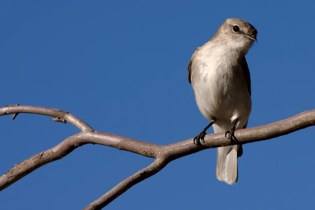 File:Microeca fascinans -Australia-8.jpg