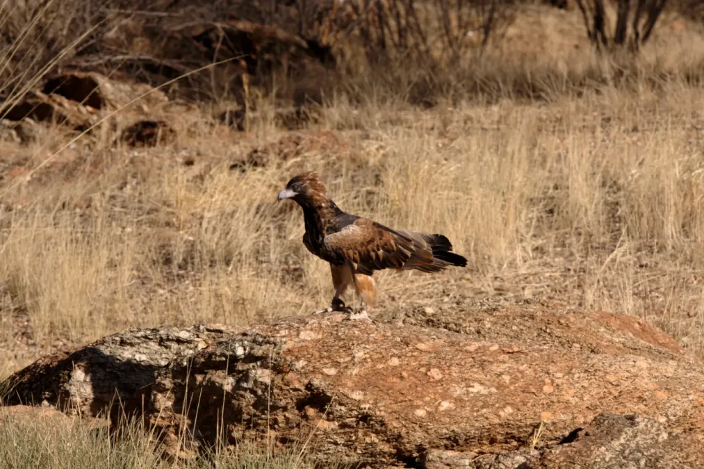 File:Hamirostra melanosternon -Australia-8.jpg