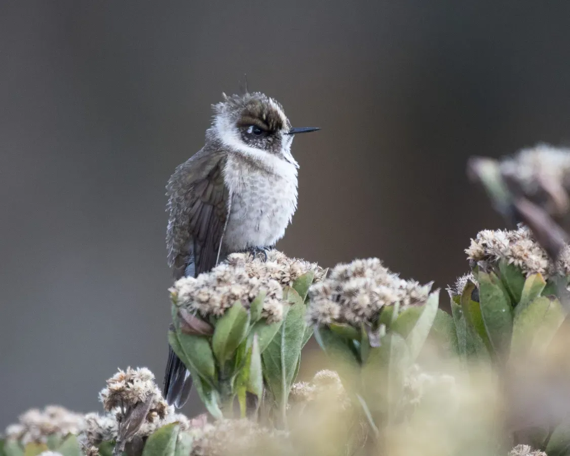 File:Oxypogon guerinii female.jpg