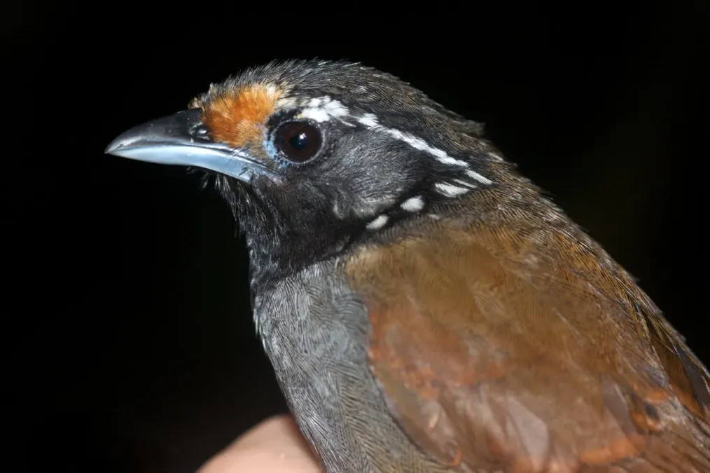 File:Stachyris leucotis1.jpg
