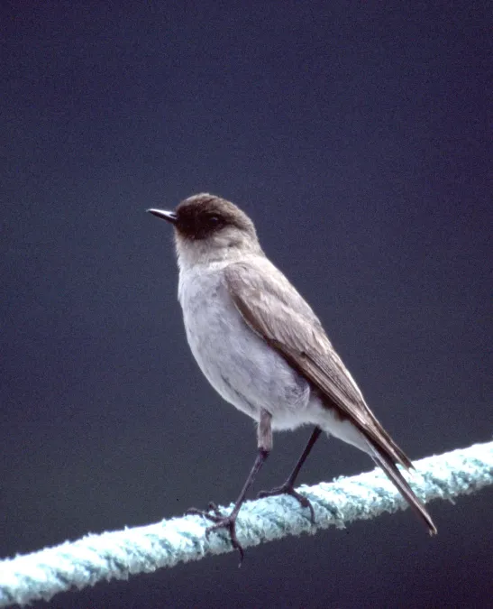 File:Muscisaxicola maclovianus -Lago Escondido, Tierra del Fuego, Argentina-6.jpg