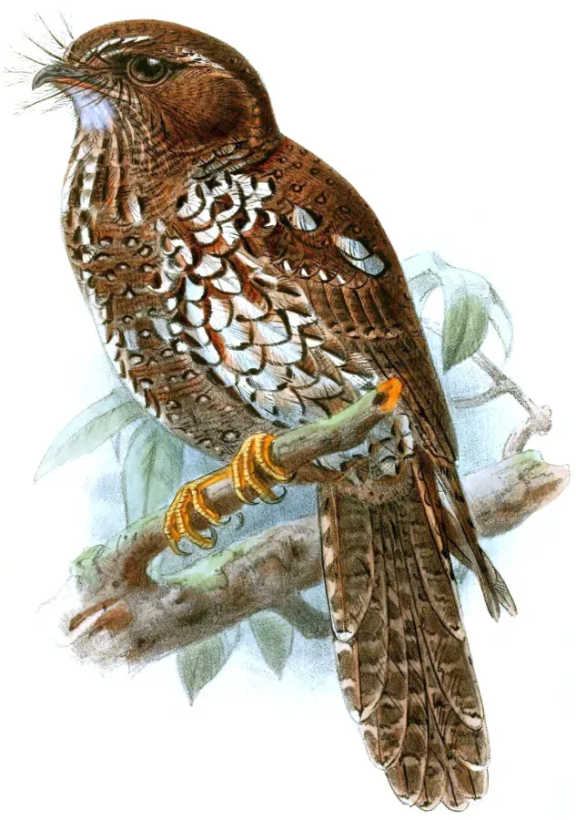File:Aegotheles insignis.jpg