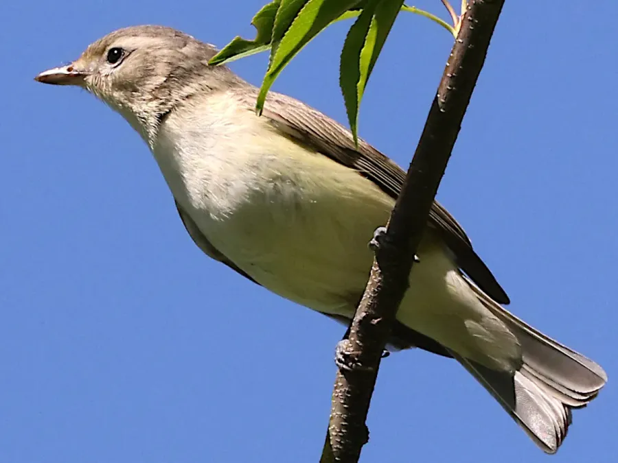 File:Vireo gilvus-perched.jpg