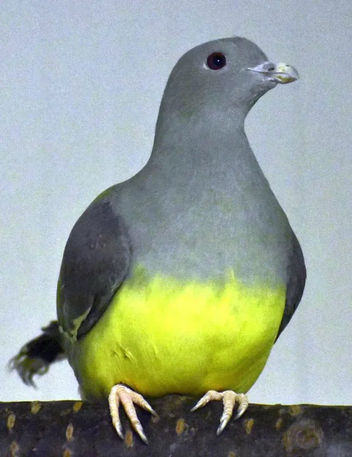 File:Papagájgalamb (Treron waalia).jpg