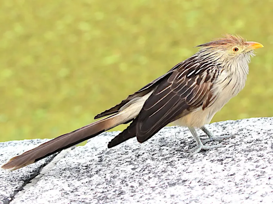 File:Guira guira-standing.jpg