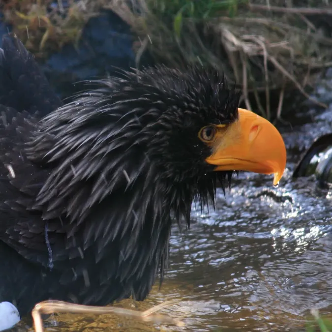 File:Haliaeetus pelagicus, ZOO Praha 918.jpg