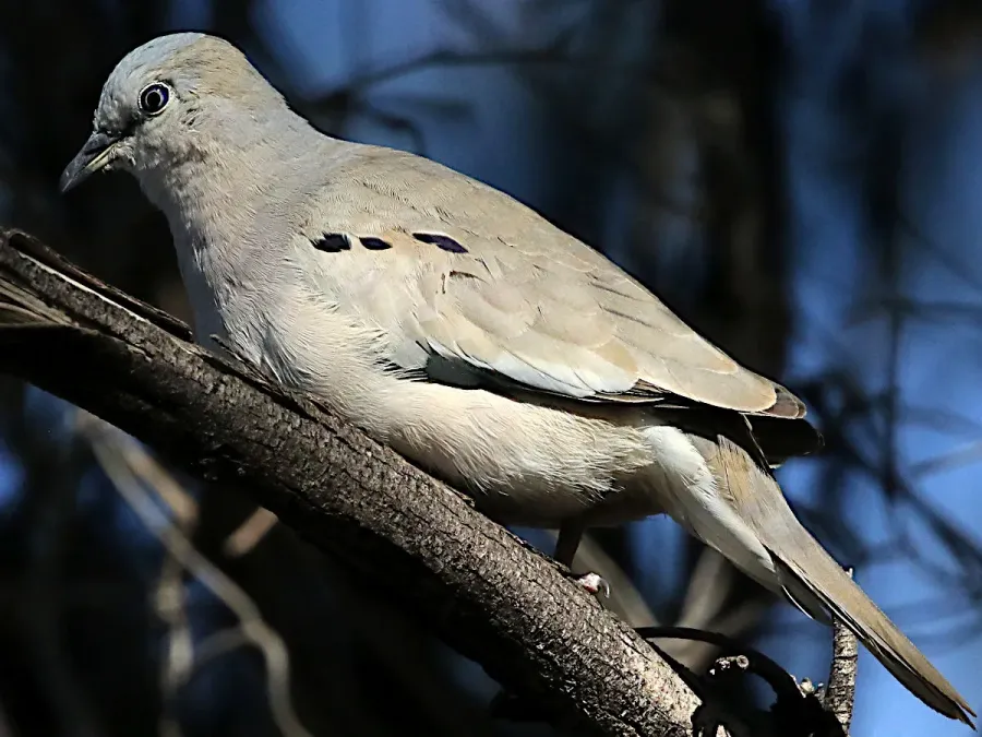 File:Columbina picui-perching.jpg
