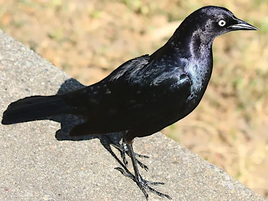 File:Euphagus cyanocephalus-male standing.jpg