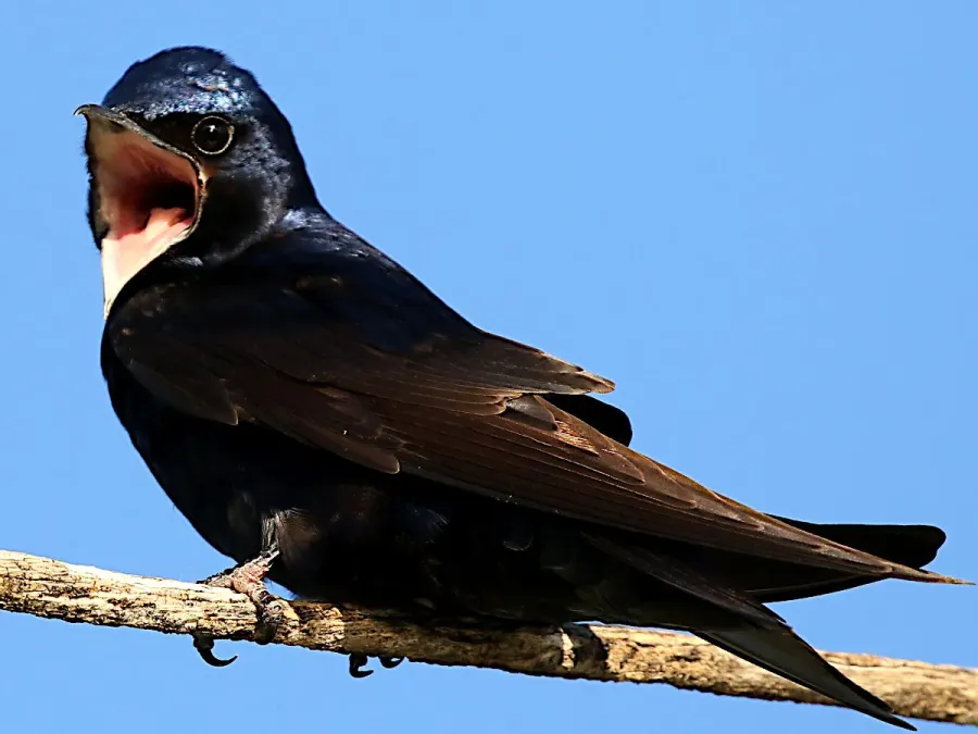 File:Progne subis-male chirping.jpg