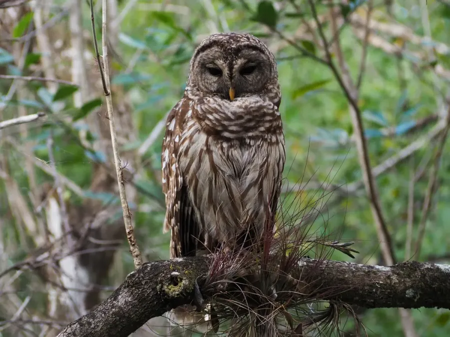 File:Strix varia 109677678.jpg