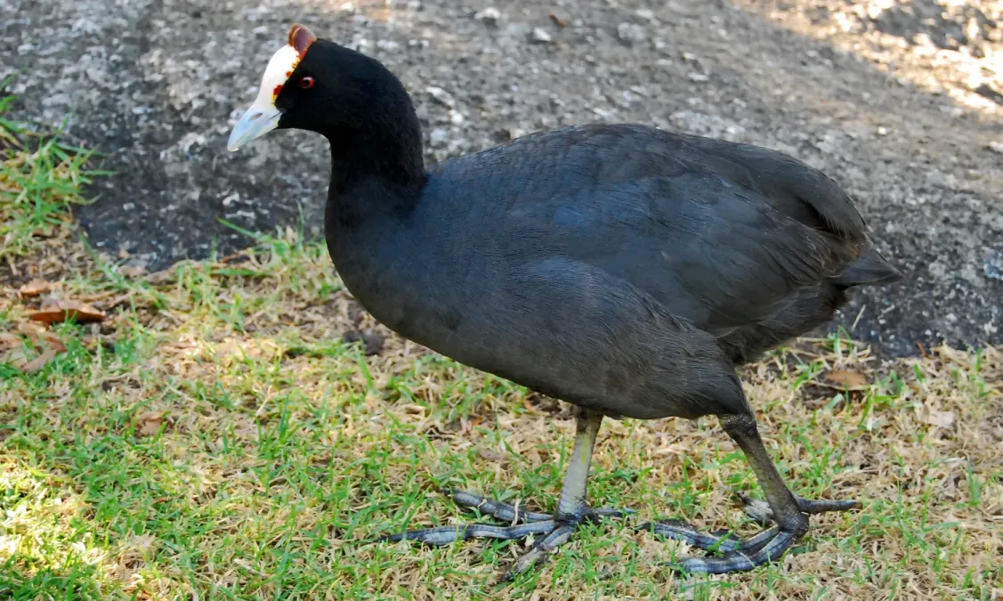 File:Fulica cristata -Cape Town, South Africa -adult-8.jpg