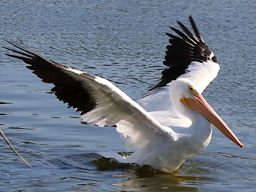 File:Pelecanus erythrorhynchos-lands.jpg