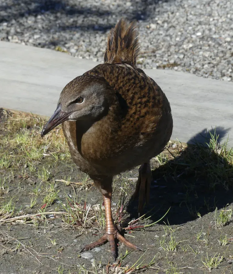 File:Gallirallus australis MRD.jpg