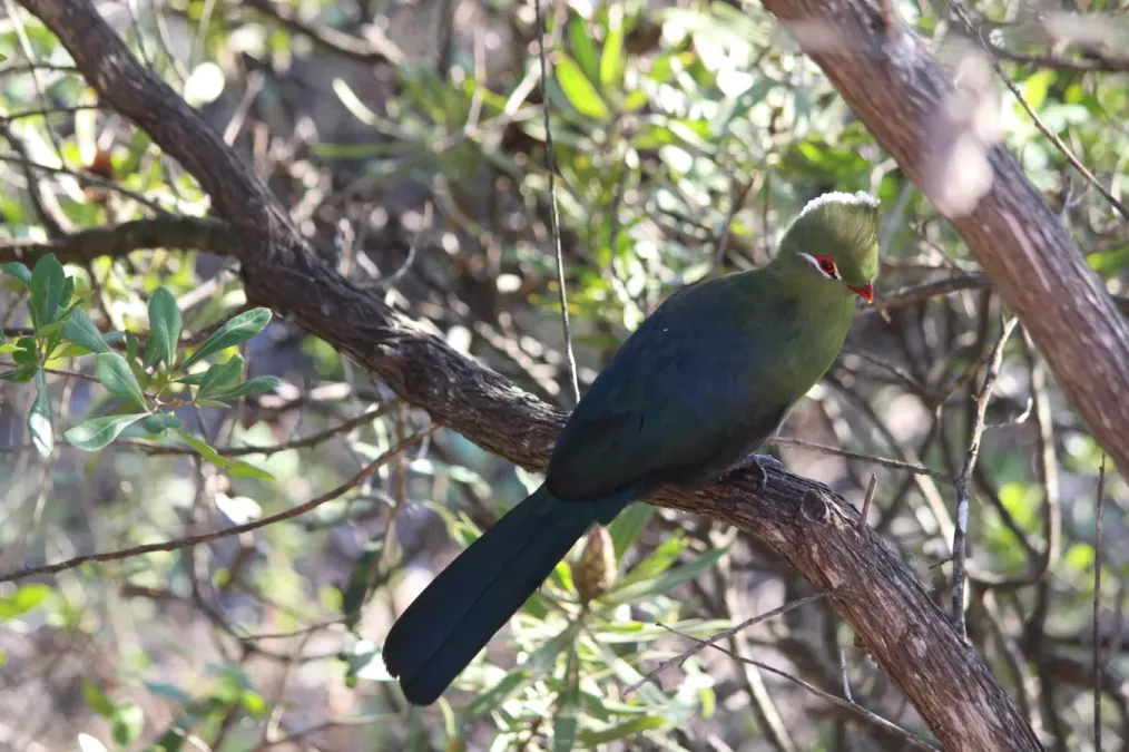 File:Tauraco corythaix 109825801.jpg
