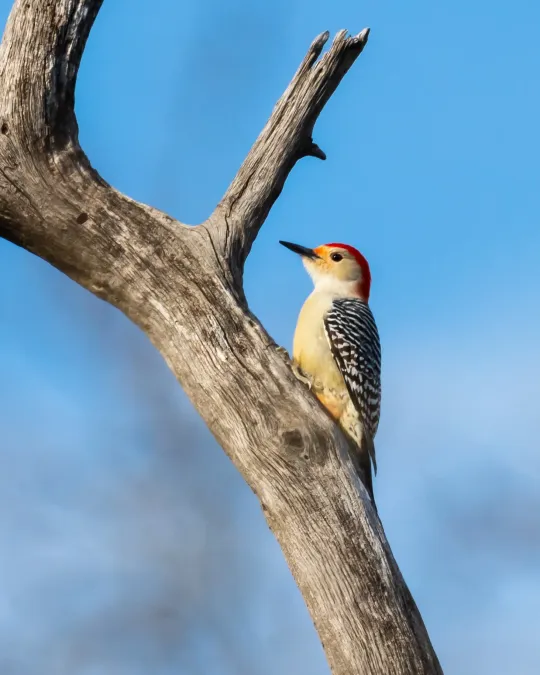 File:Melanerpes carolinus 109915828.jpg