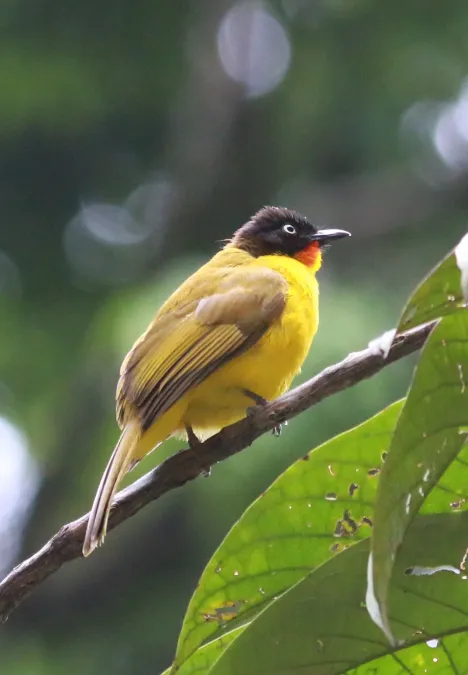 File:Flame-throated bulbul (Rubigula gularis).jpg