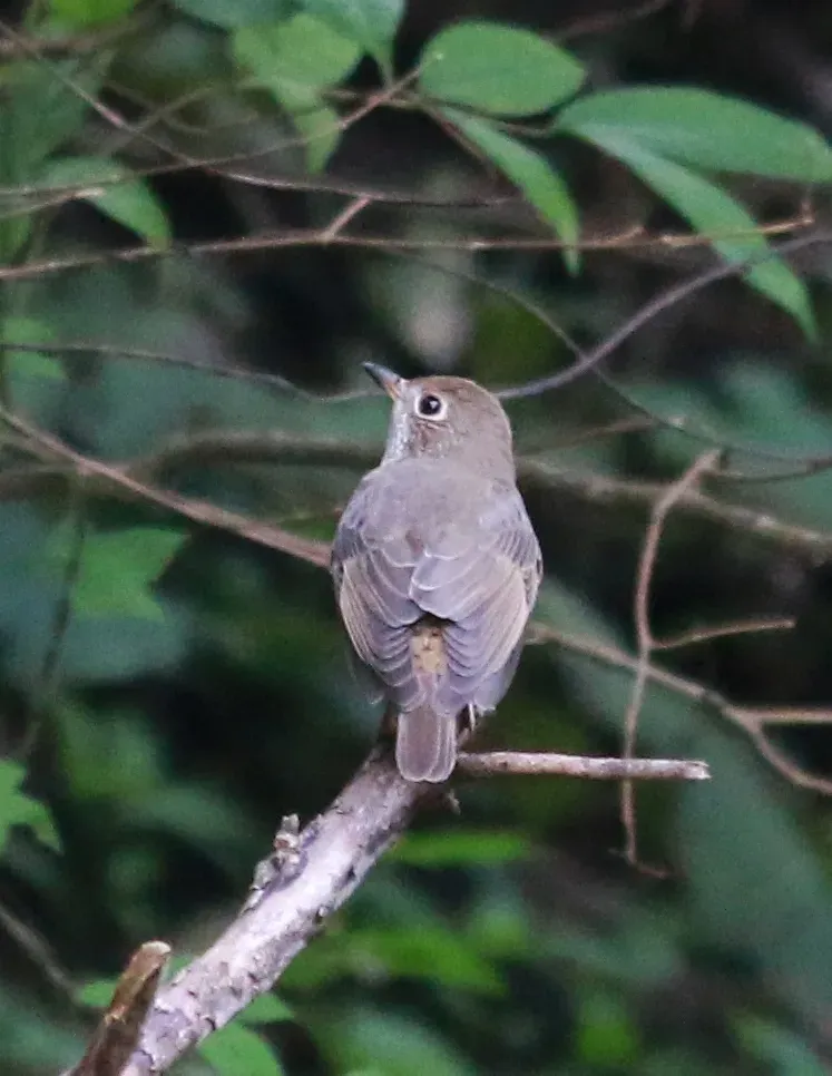 File:Blue-capped rock thrush (Monticola cinclorhyncha) female.jpg