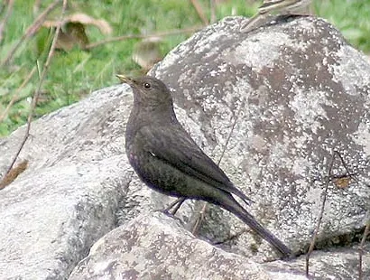 File:Tibetan Blackbird (Turdus maximus) 1 cropped.jpg