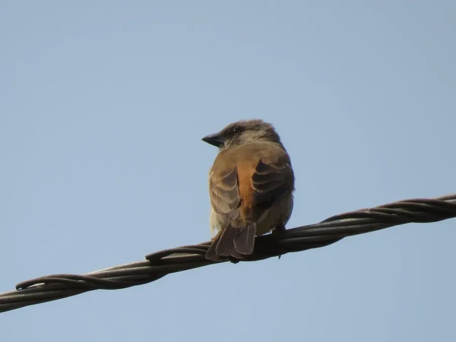 File:Passer griseus 48149527.jpg