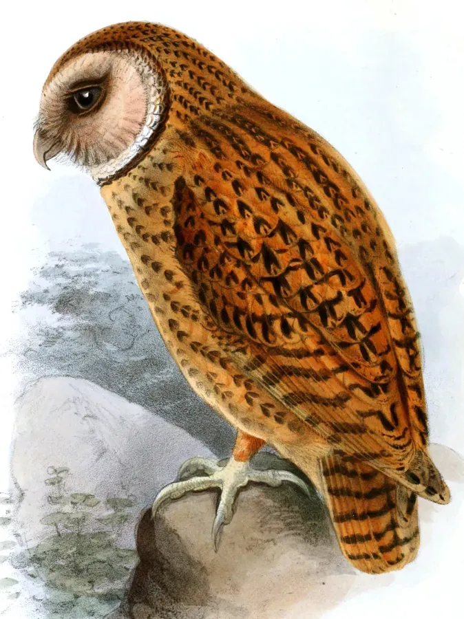 File:Tyto aurantia ( Strix aurantiaca ) by Keulemans 2.jpg