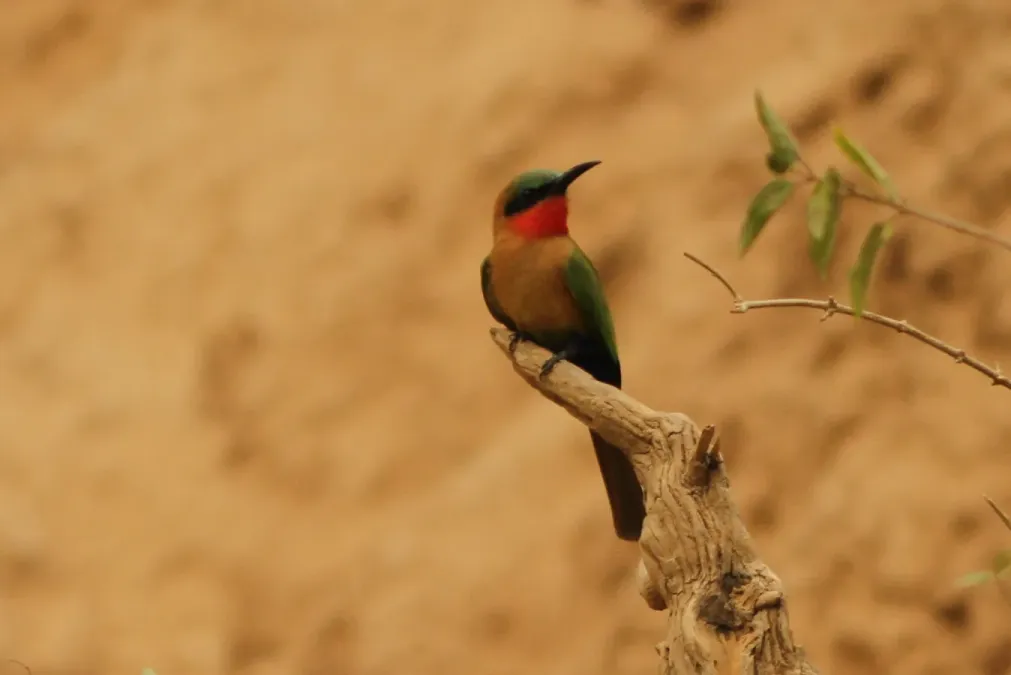 File:Merops bulocki, Kawané, Senegal 56287477.jpg