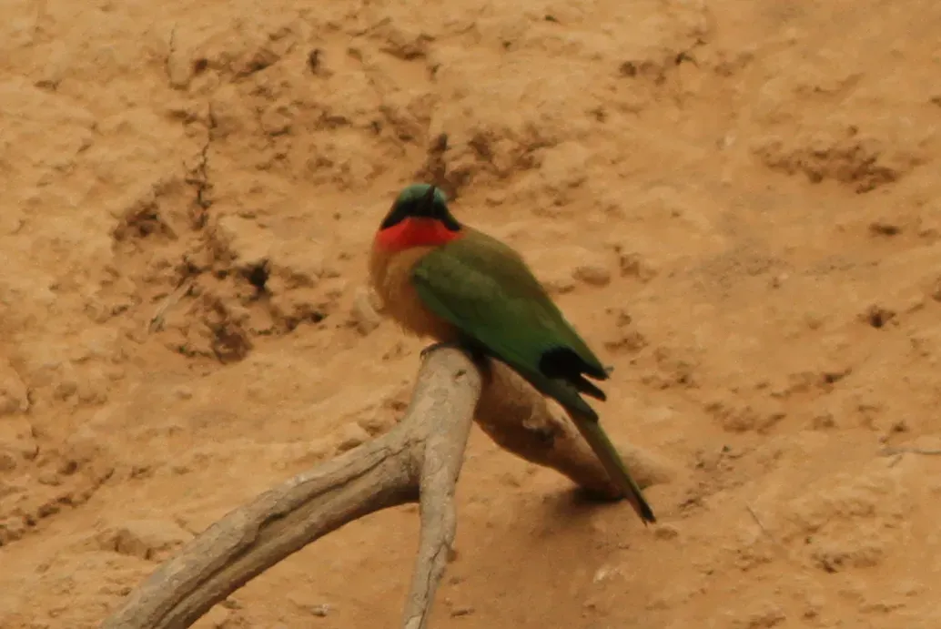 File:Merops bulocki, Kawané, Senegal 56287467.jpg