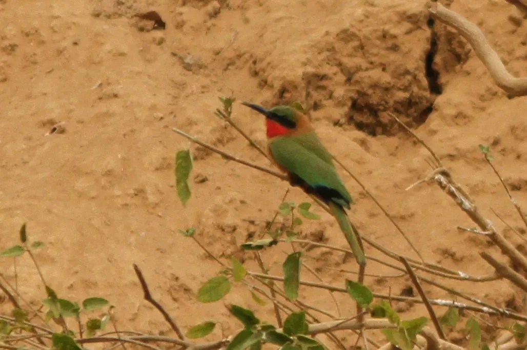 File:Merops bulocki, Kawané, Senegal 56287455.jpg