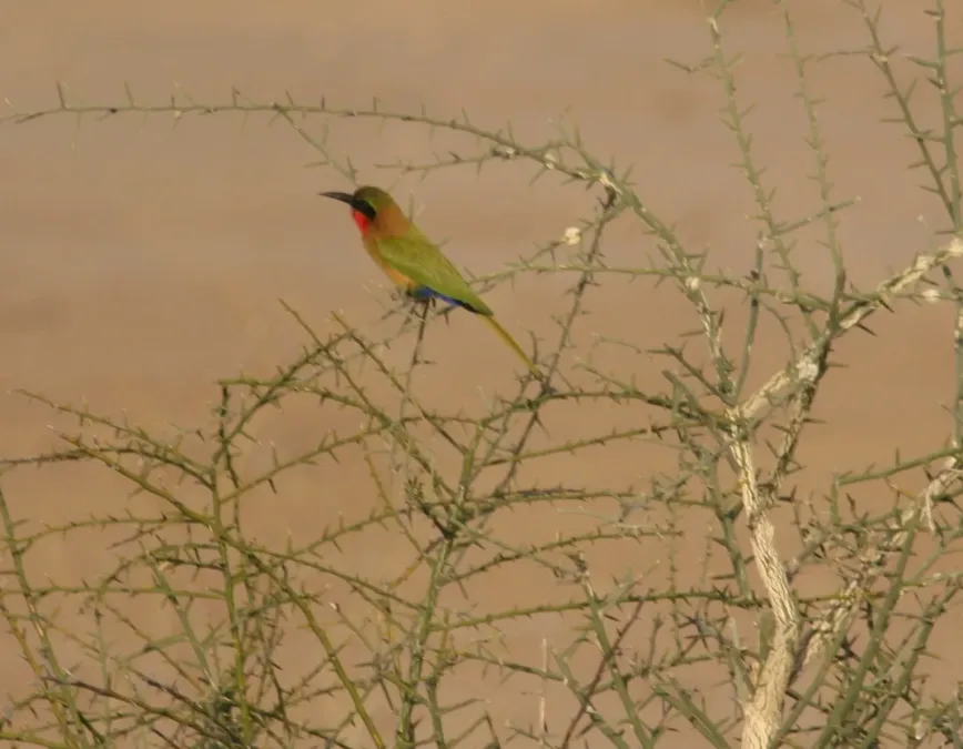 File:Merops bulocki, Matam, Senegal 94952848.jpg
