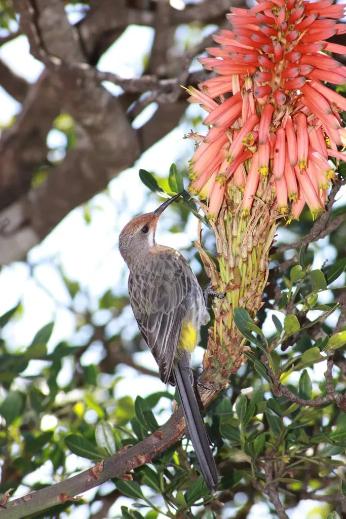 File:Promerops gurneyi -South Africa-8.jpg