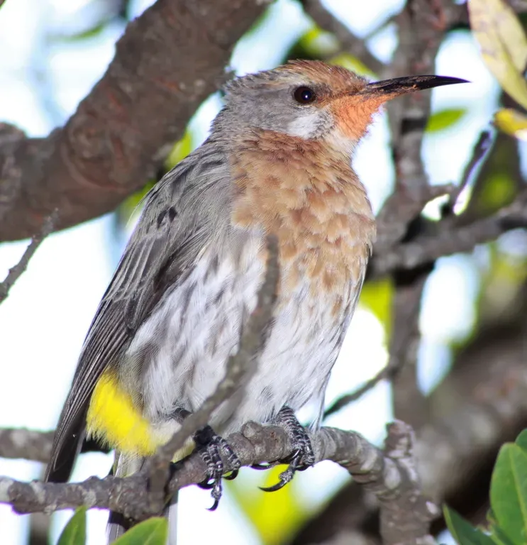 File:Promerops gurneyi -South Africa-8b.jpg