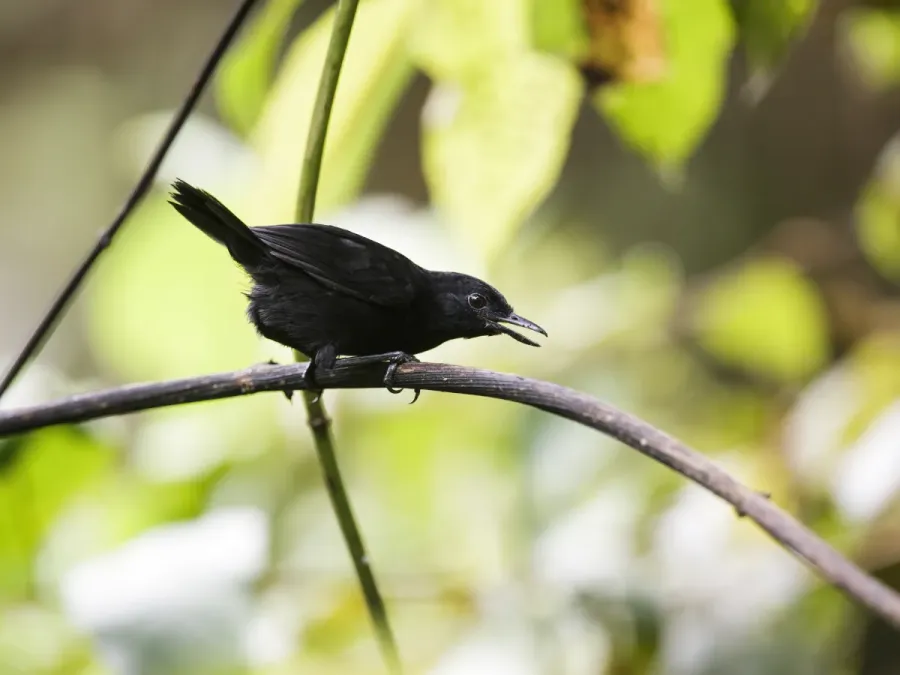 File:Sipia berlepschi - Stub-tailed Antbird - male.jpg