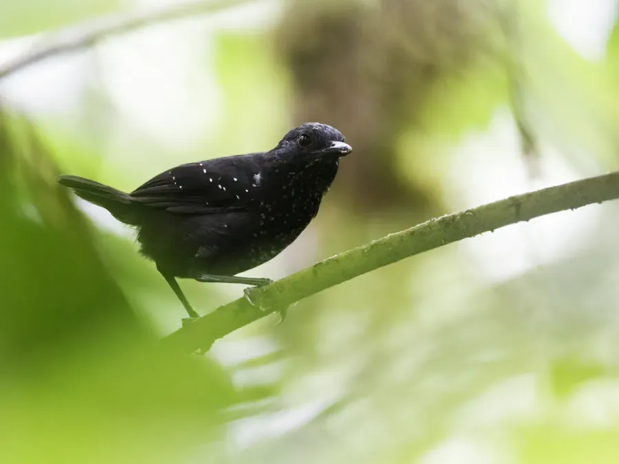 File:Sipia berlepschi - Stub-tailed Antbird - female (cropped).jpg