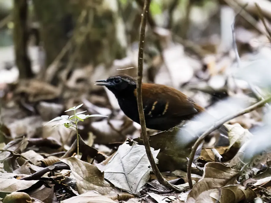 File:Myrmoderus eowilsoni - Cordillera Azul Antbird - male (cropped).jpg