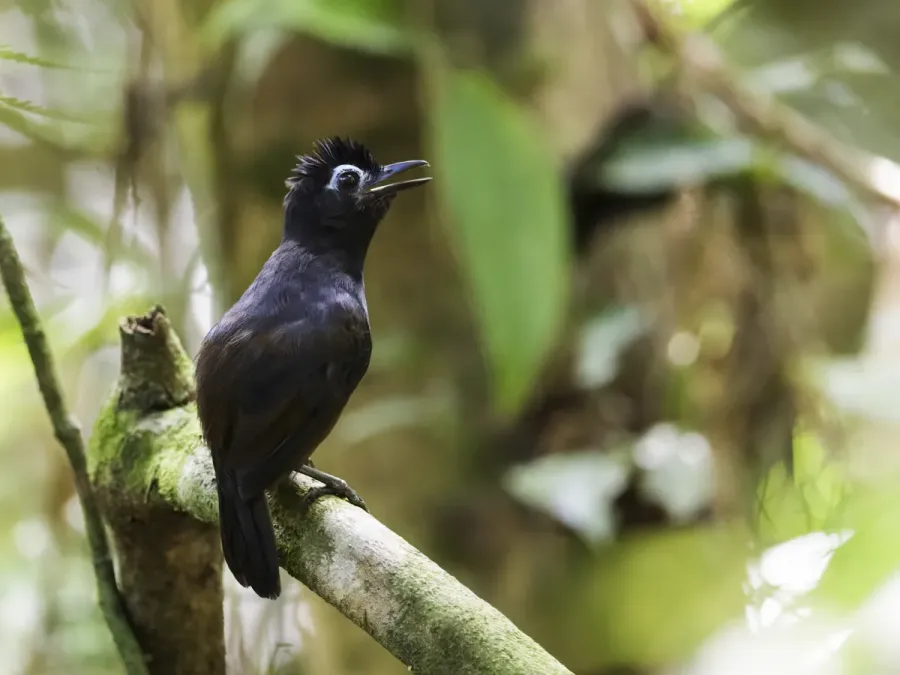 File:Hafferia fortis - Sooty Antbird - male (cropped).jpg