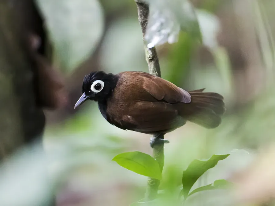 File:Rhegmatorhina gymnops - Bare-eyed Antbird - male (cropped).jpg