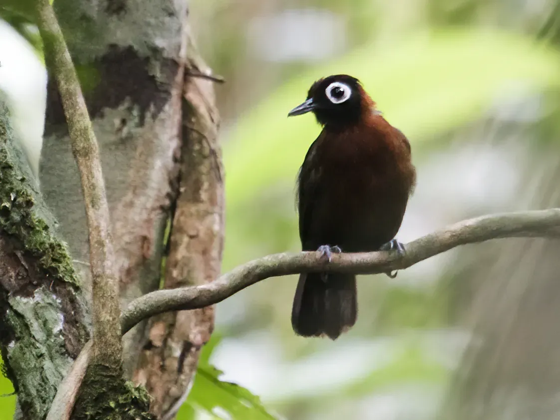 File:Rhegmatorhina cristata - Chestnut-crested Antbird (cropped).jpg