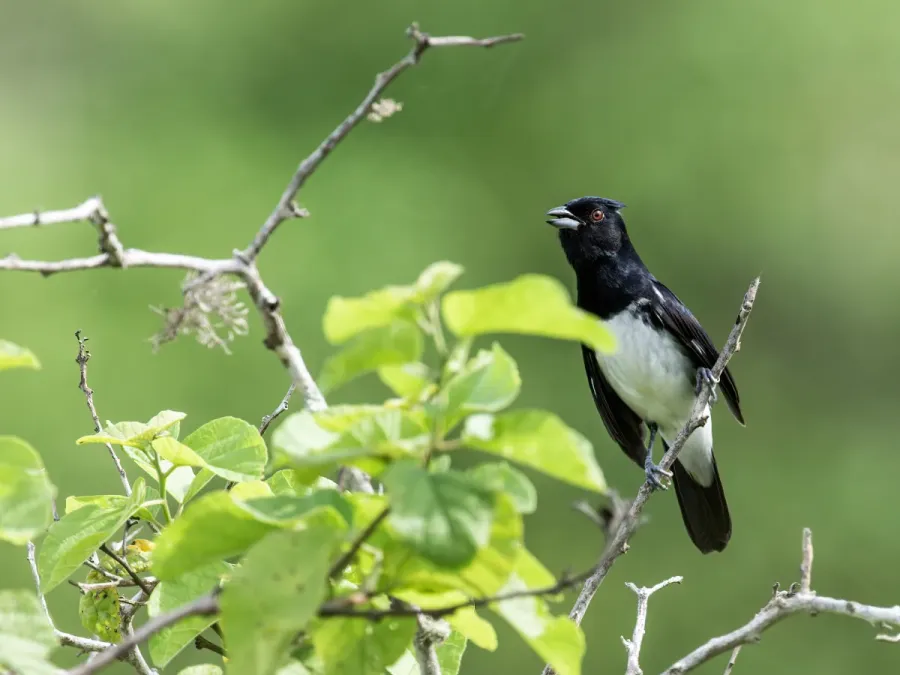 File:Conothraupis speculigera - Black-and-white Tanager - male.jpg