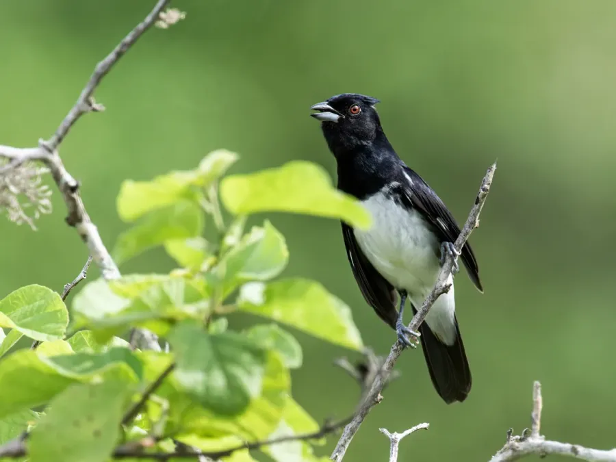 File:Conothraupis speculigera - Black-and-white Tanager - male (cropped).jpg