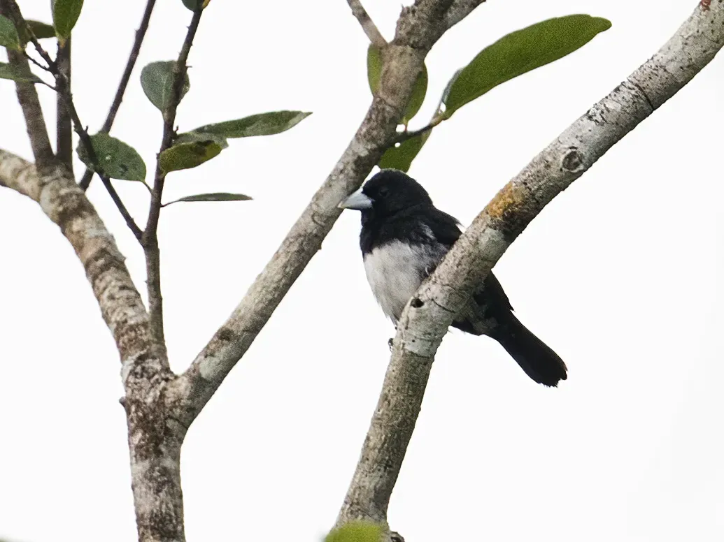 File:Conothraupis mesoleuca - Cone-billed Tanager - male (cropped).jpg