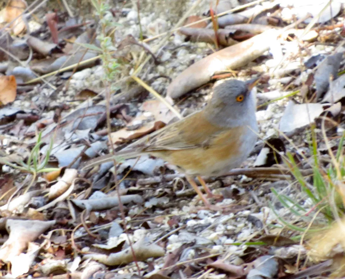 File:Junco bairdi, Sierra de la Laguna, Baja California Sur 2.jpg