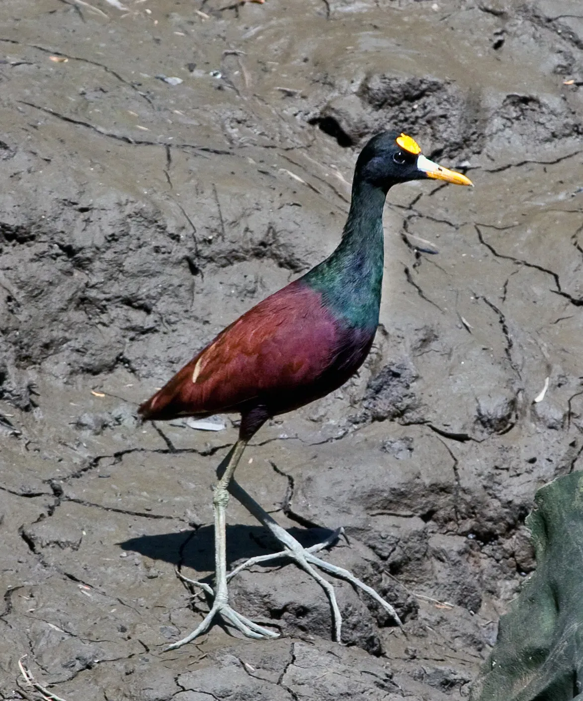 File:Jacana spinosa -Palo Verde National Park, Costa Rica-8.jpg