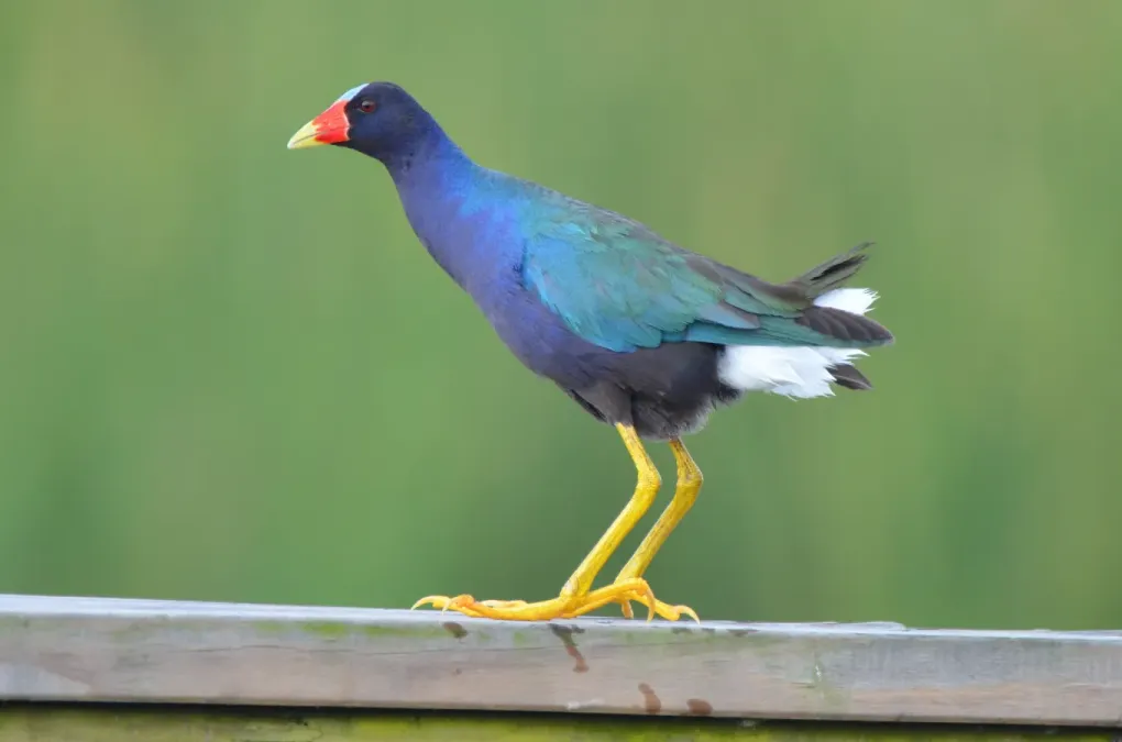 File:Porphyrio martinica 72028770.jpg